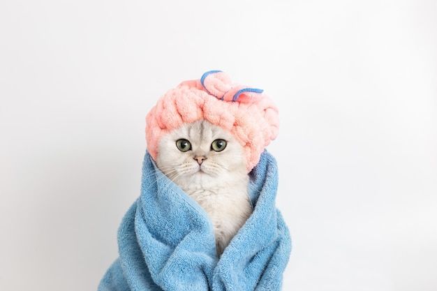 Cat Care